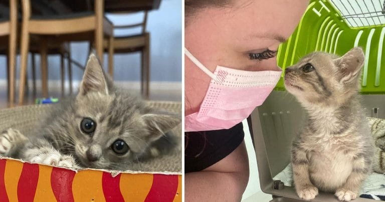 Gatita está decidida en caminar y llevar una vida feliz después de ser rescatada