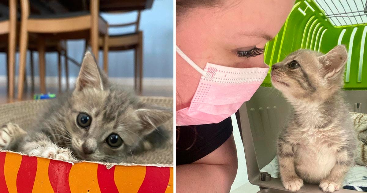 Gatita está decidida en caminar y llevar una vida feliz después de ser rescatada