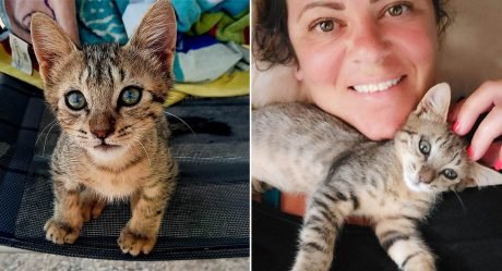 Gatito llega corriendo donde una pareja en la playa e insiste en ser su compañero de viaje
