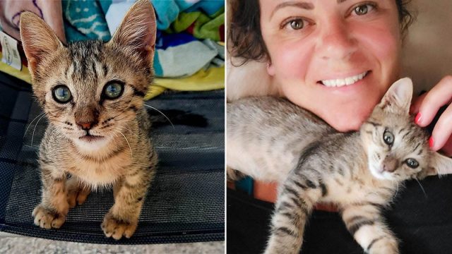 Gatito llega corriendo donde una pareja
