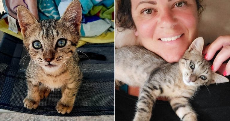 Gatito llega corriendo donde una pareja