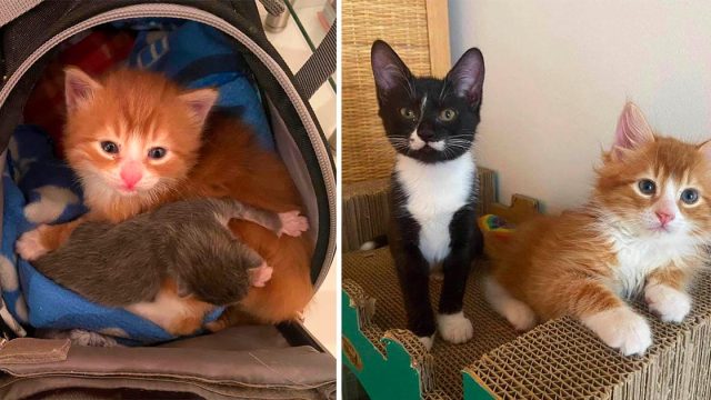 Gatito naranja encontrado en una caja, ayuda a otros gatos como él a prosperar