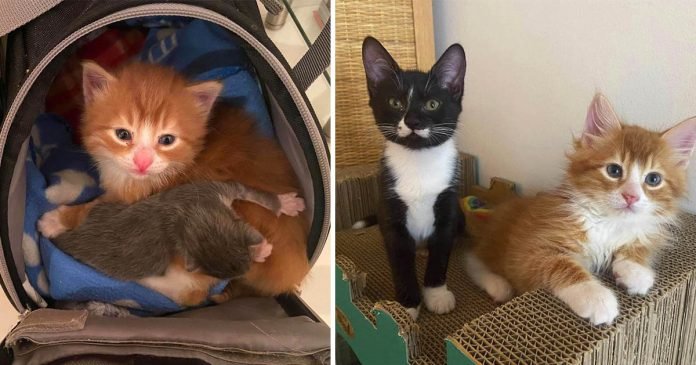 Gatito naranja encontrado en una caja, ayuda a otros gatos como él a prosperar