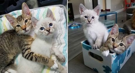 Gatitos forman el vínculo más lindo e insisten en permanecer juntos para siempre