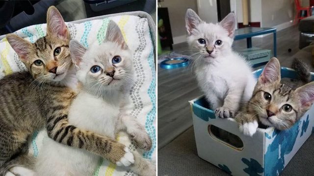 Gatitos forman el vínculo más lindo
