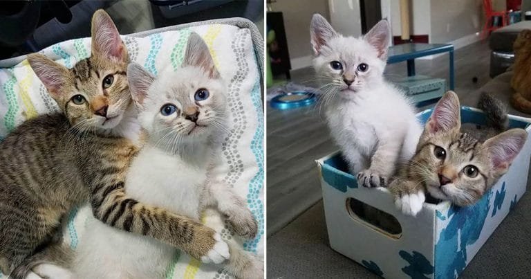 Gatitos forman el vínculo más lindo