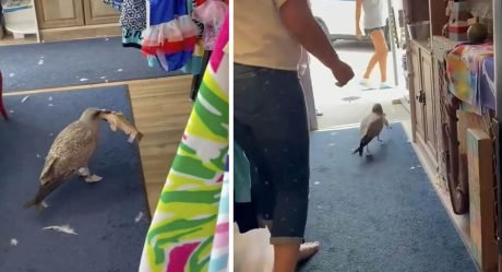 Gaviota ve un pez de juguete en una tienda de regalos y está decidida a llevárselo