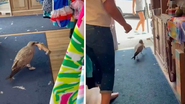 Gaviota ve un pez de juguete en una tienda de regalos y está decidida a llevárselo