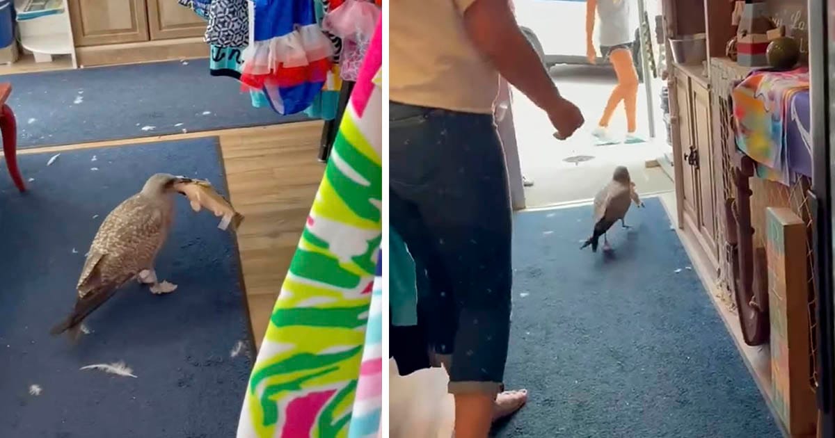 Gaviota ve un pez de juguete en una tienda de regalos y está decidida a llevárselo