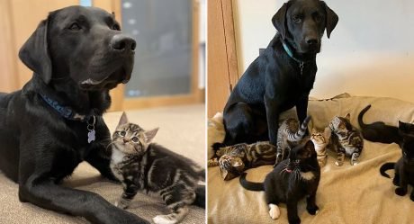 Labrador rescatado ayudó a criar a 7 gatitos que quedaron sin madre