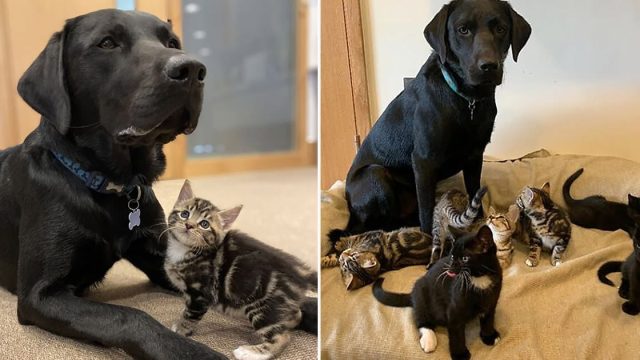 Labrador rescatado ayudó a criar gatitos