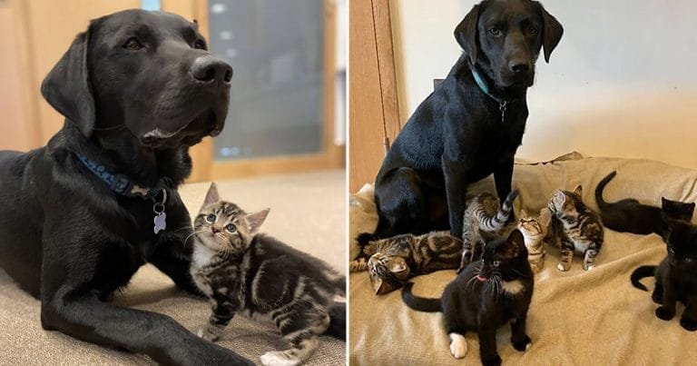 Labrador rescatado ayudó a criar gatitos