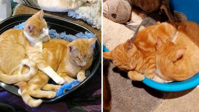 Los gatitos más lindos siguen siendo ignorados porque son ciegos