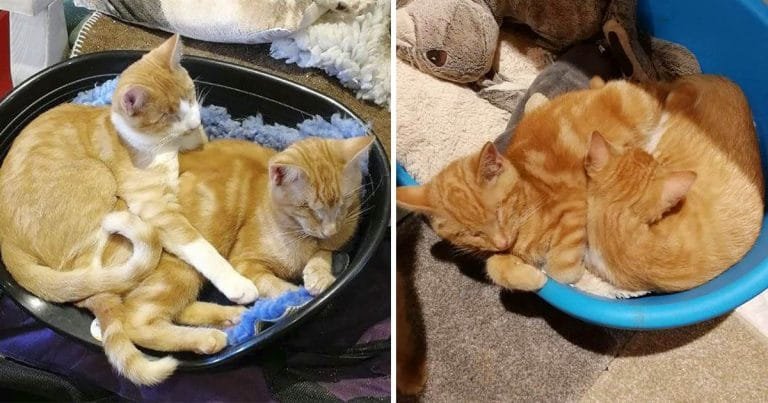 Los gatitos más lindos siguen siendo ignorados porque son ciegos