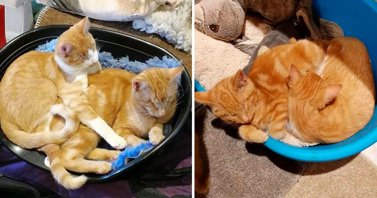 Los gatitos más lindos siguen siendo ignorados porque son ciegos