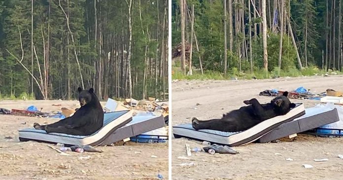 Mujer encuentra a un oso en un vertedero tomando una siesta relajante