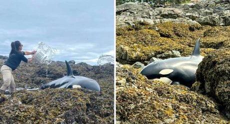 Orca varada es salvada por un grupo de personas que la mantuvo húmeda