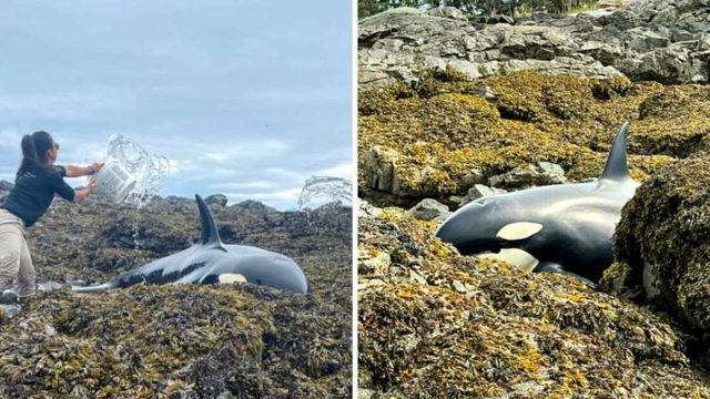 Orca varada salvada grupo personas mantuvo humeda
