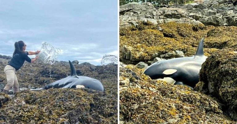 Orca varada salvada grupo personas mantuvo humeda