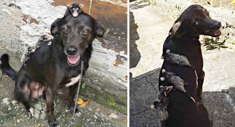 Perrita adopta a unas pequeñas zarigüeyas que perdieron a su madre