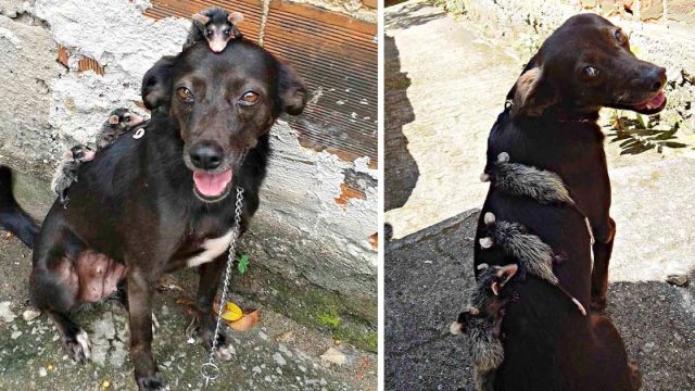 Perrita adopta a unas pequeñas zarigüeyas que perdieron a su madre