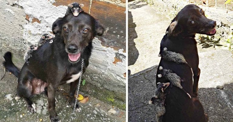 Perrita adopta a unas pequeñas zarigüeyas que perdieron a su madre