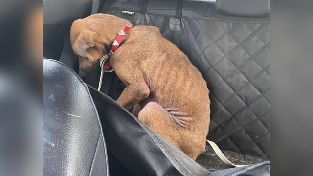 Perrita no quería mirar nadie transforma