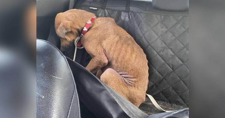 Perrita no quería mirar nadie transforma