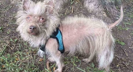 Perrito de aspecto inusual siempre es confundido con un cerdo en los paseos