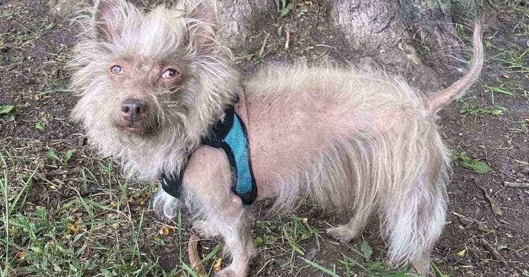 Perrito de aspecto inusual siempre es confundido