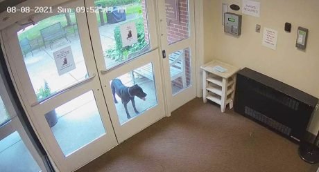 Perrita inteligente escapa de casa para sorprender a su mamá en el trabajo