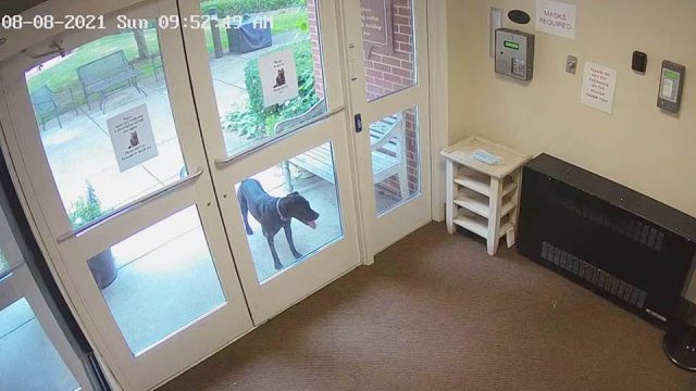 Perro inteligente escapa de casa para sorprender a su mamá en el trabajo