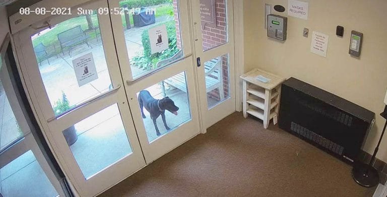 Perro inteligente escapa de casa para sorprender a su mamá en el trabajo