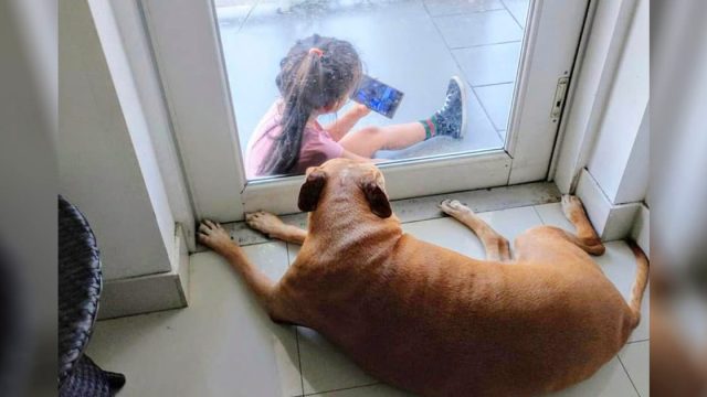 Perro mayor forma el vínculo más lindo con una niña a través de la puerta