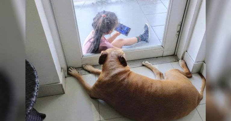 Perro mayor forma el vínculo más lindo con una niña a través de la puerta