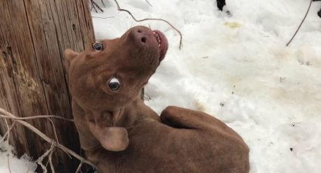 Perro sin hogar temblaba en la nieve y lloraba pidiendo ayuda