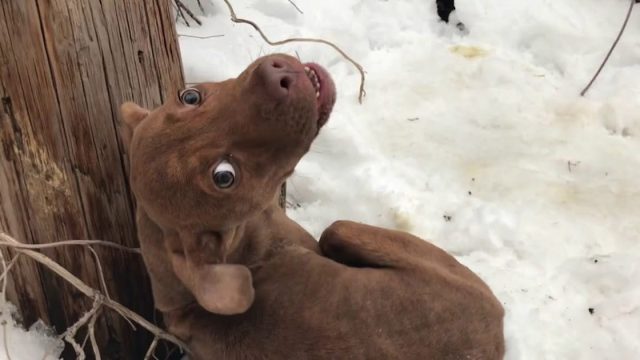 Perro sin hogar temblaba en la nieve