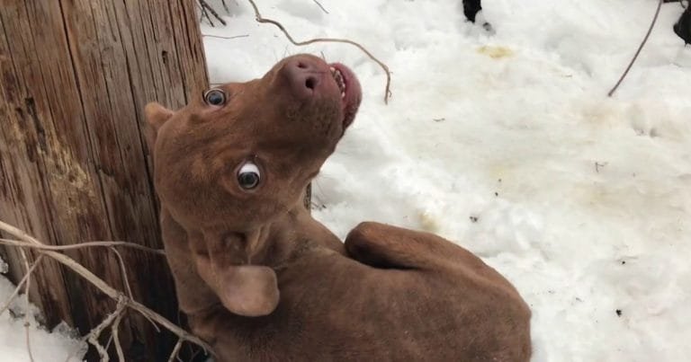 Perro sin hogar temblaba en la nieve