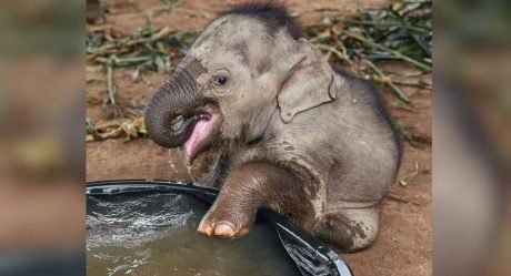 Bebé elefante rescatado tiene el primer baño más adorable