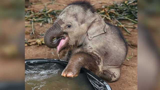 Bebé elefante rescatado tiene primer baño