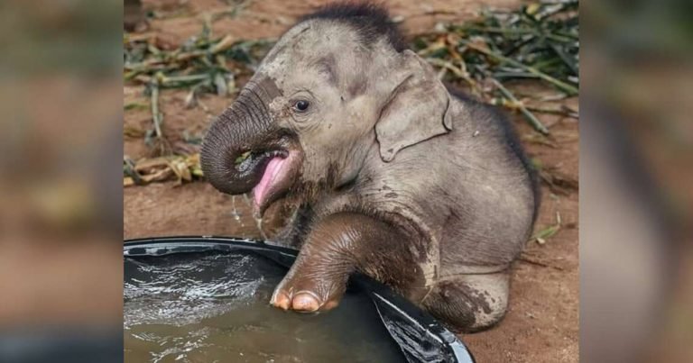 Bebé elefante rescatado tiene primer baño