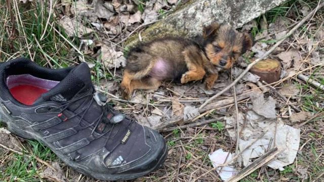 Cachorro abandonado encontrado zapato vive como rey