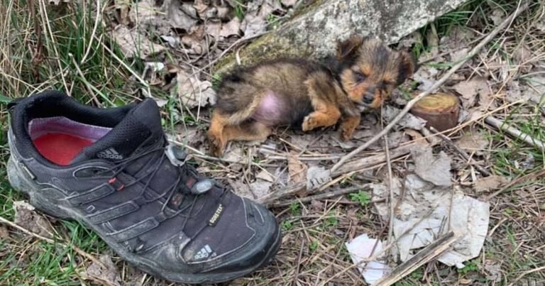 Cachorro abandonado encontrado zapato vive como rey