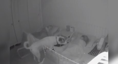 Cámaras captan a un dulce perro vigilando a sus niños mientras duermen por la noche