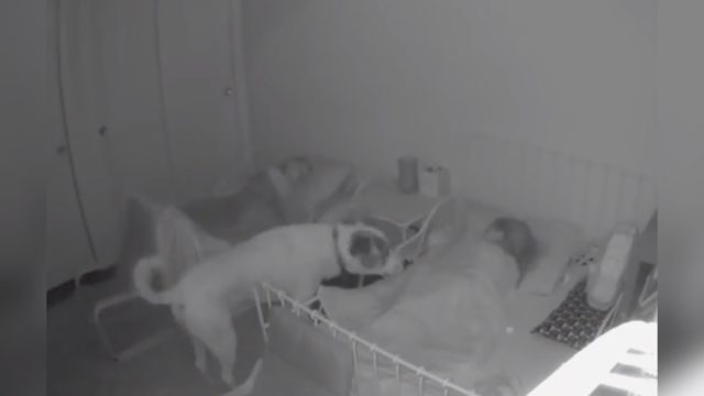 Cámara capta perro vigila niños durmiendo
