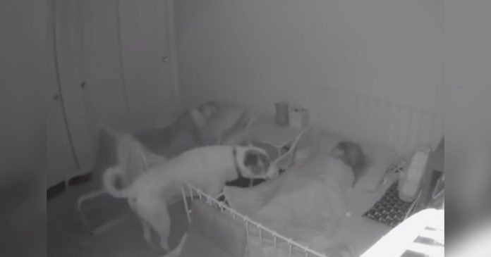 Cámara capta perro vigila niños durmiendo