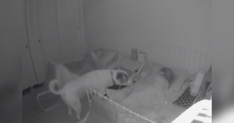 Cámara capta perro vigila niños durmiendo
