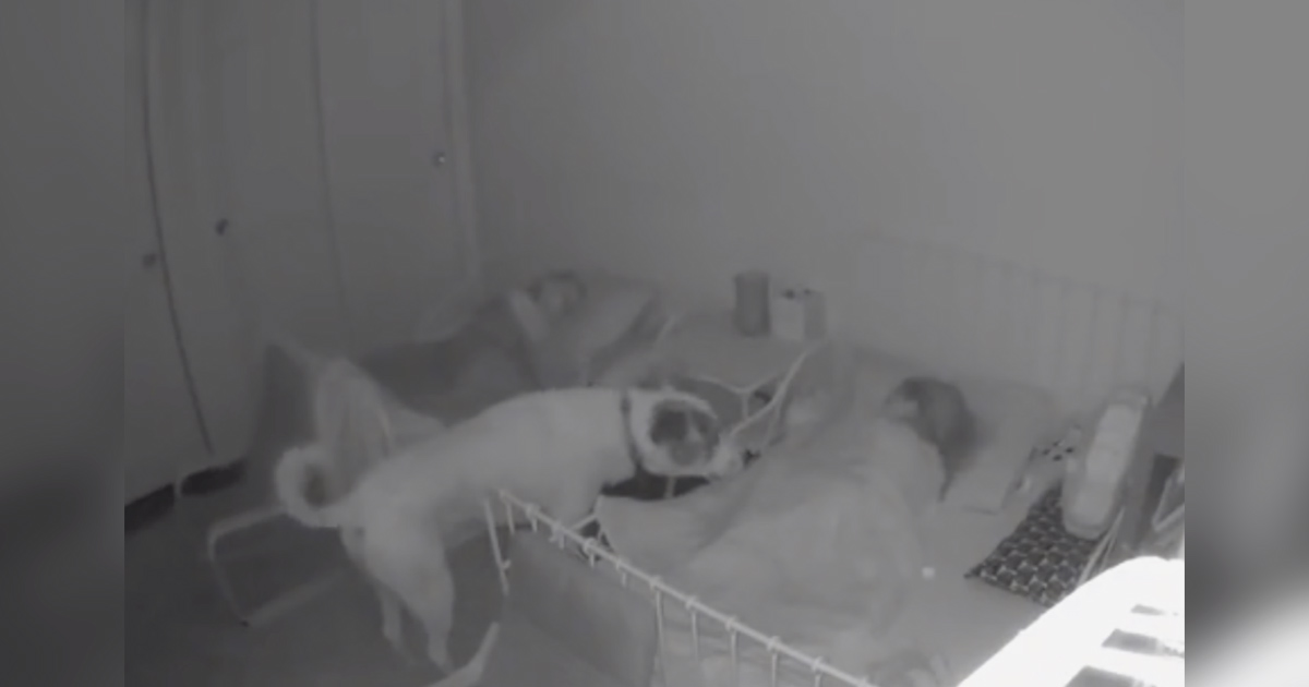 Cámara capta perro vigila niños durmiendo