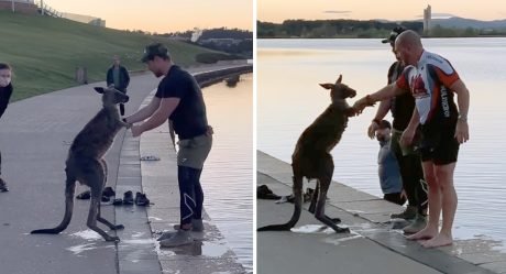 Canguro le da la mano a su salvador después de ser rescatado de un lago helado