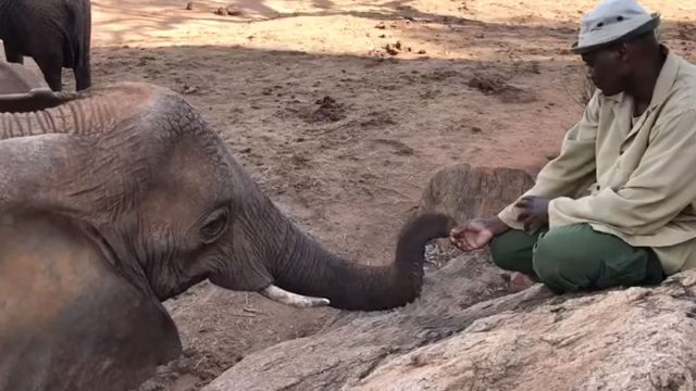 Elefanta rescatada emerge naturaleza visitar hombre crio